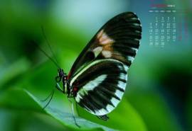 2020年9月唯美蝴蝶高清日历壁纸