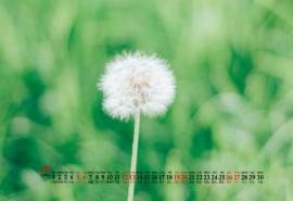 2020年9月蒲公英花朵柠檬简约桌面日历壁纸