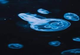梦幻海洋生物水母高清手机壁纸