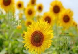 2020年10月向日葵美景图片日历壁纸