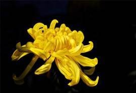 重阳佳节美丽菊花高清桌面壁纸