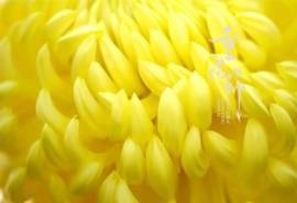 九九重阳菊花唯美高清桌面壁纸