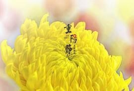 重阳节娇艳菊花高清桌面壁纸