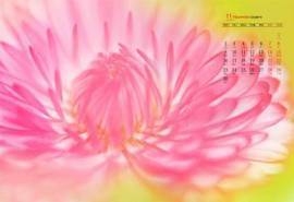 2020年11月金秋菊花微距摄影高清日历壁纸